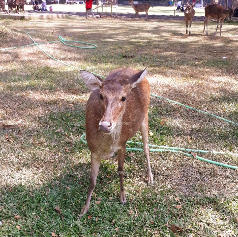 🦌🦌
