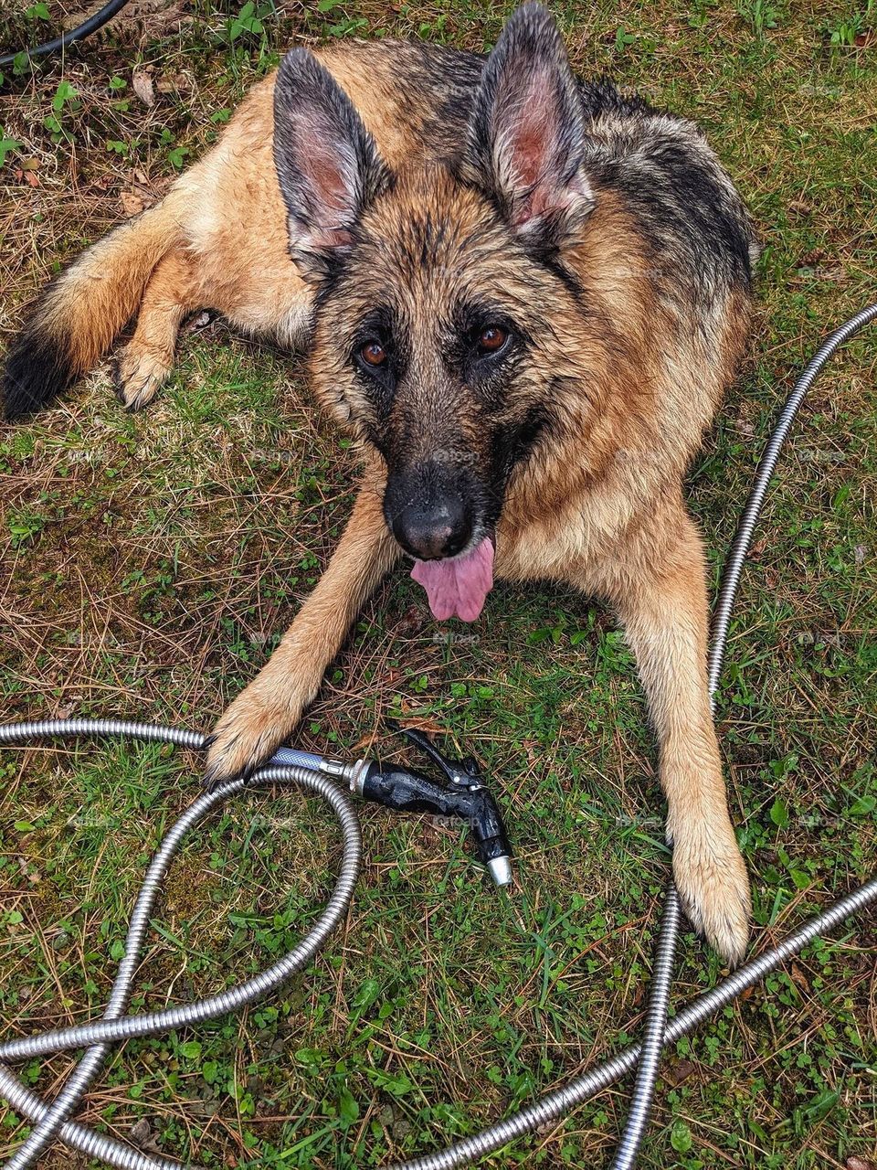 German Shepherd dog with water hose