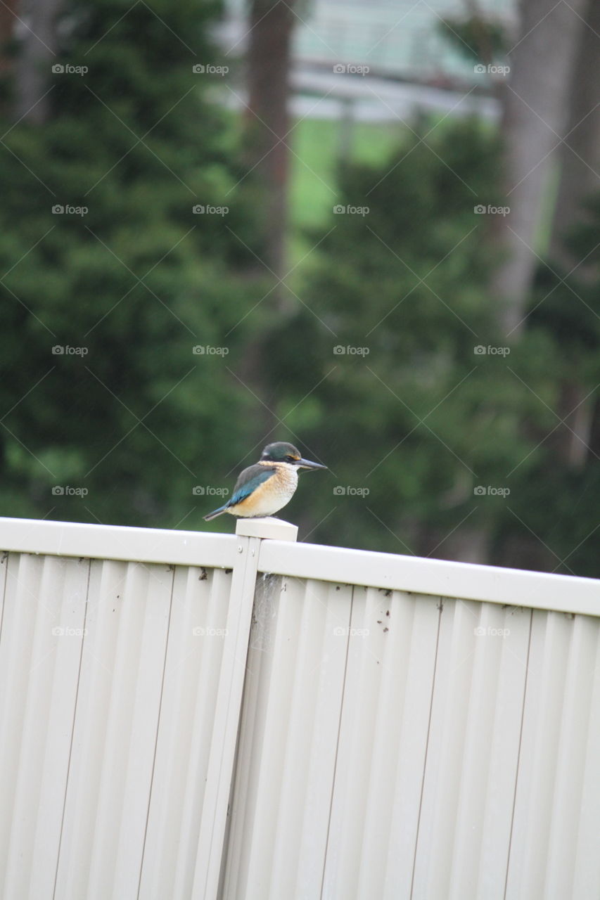 Kingfisher Bird on fence