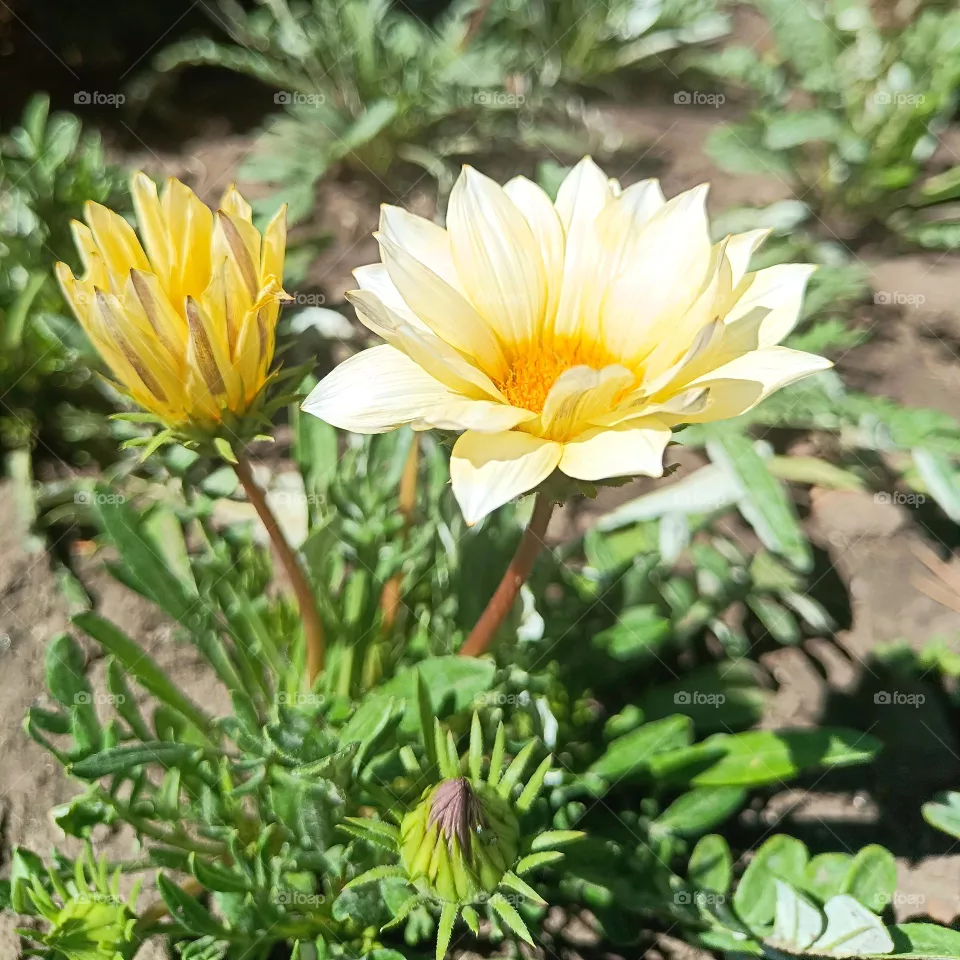 Beautiful flowers