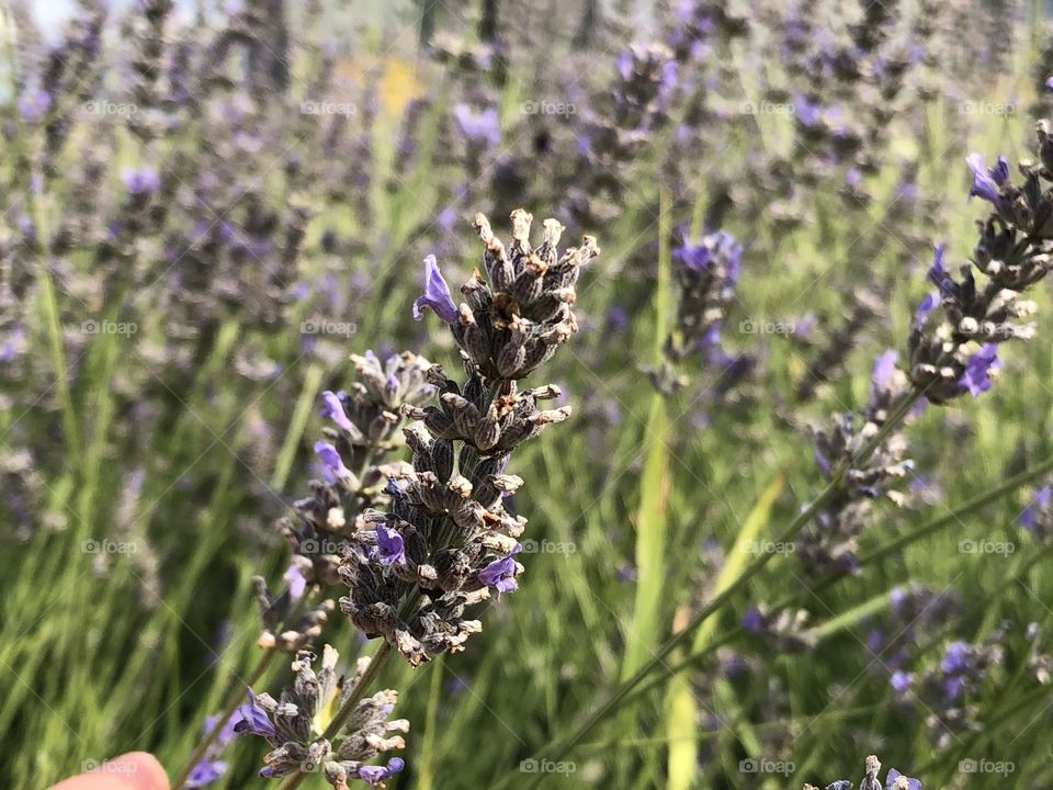 Lavander field