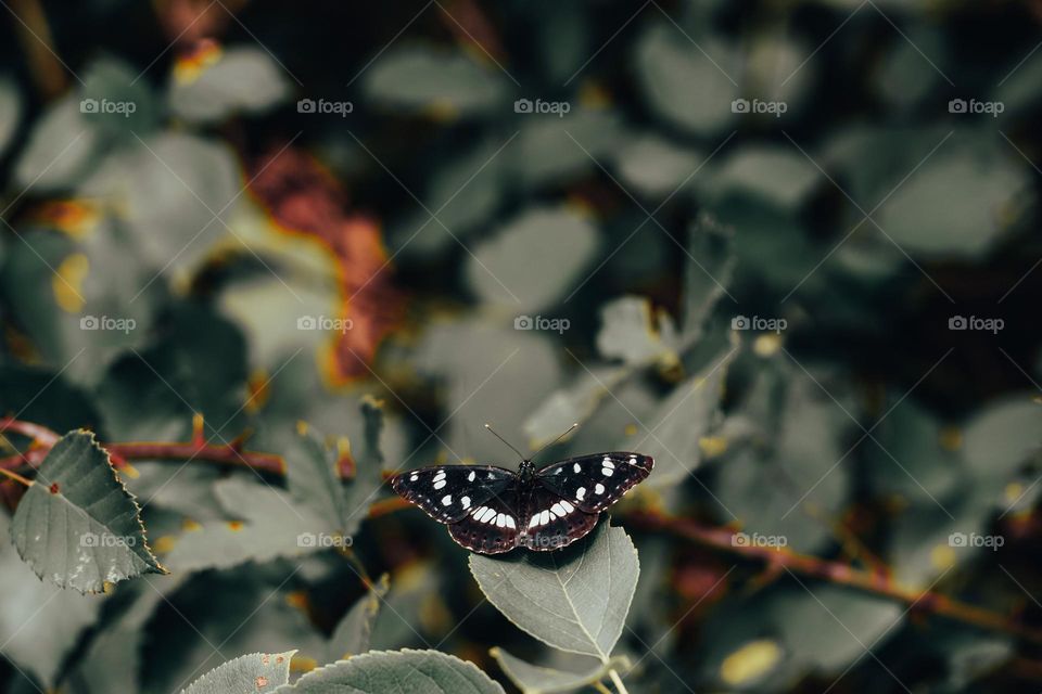 butterfly on the flower 