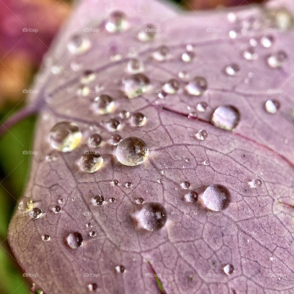 Rain drops on the leaf 