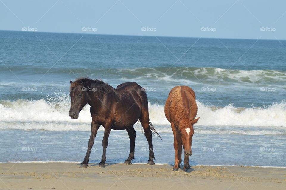 Horses in OBX