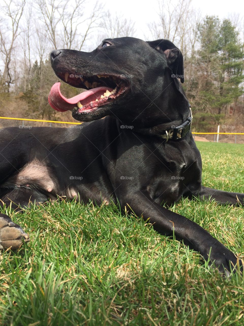 Finally spring. My dog enjoying the sunshine