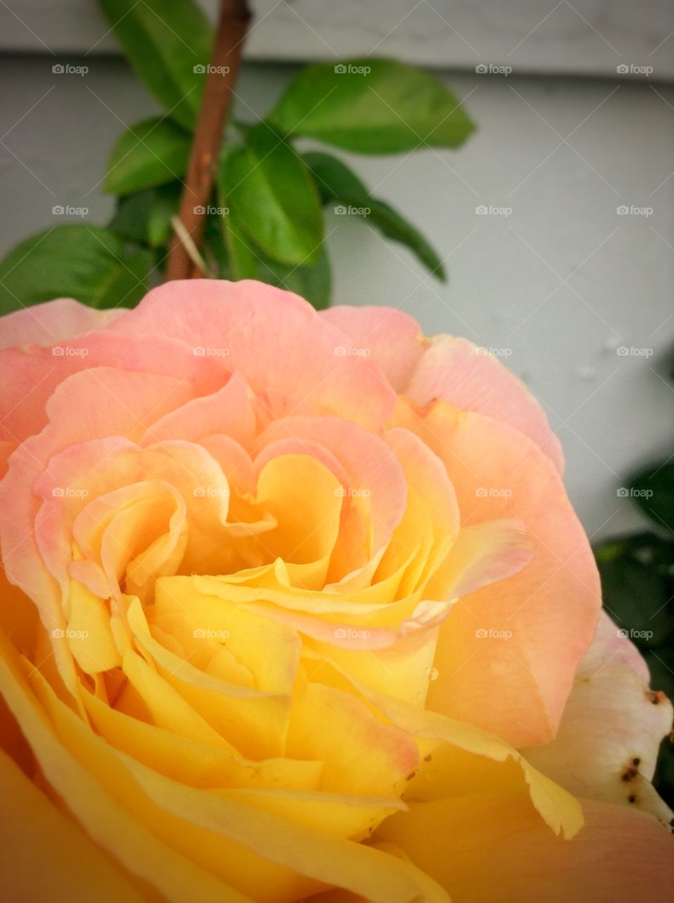 Natures beauty. A yellow rose with a hint of orange.