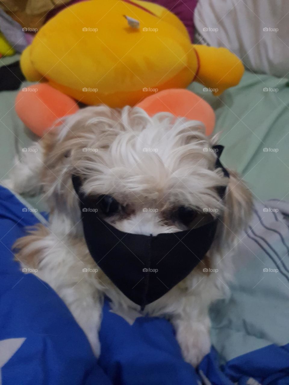 masked dog