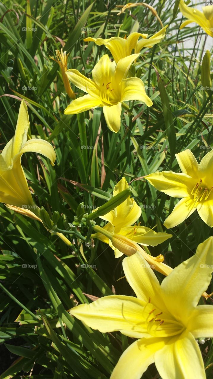 yellow flowers in garden