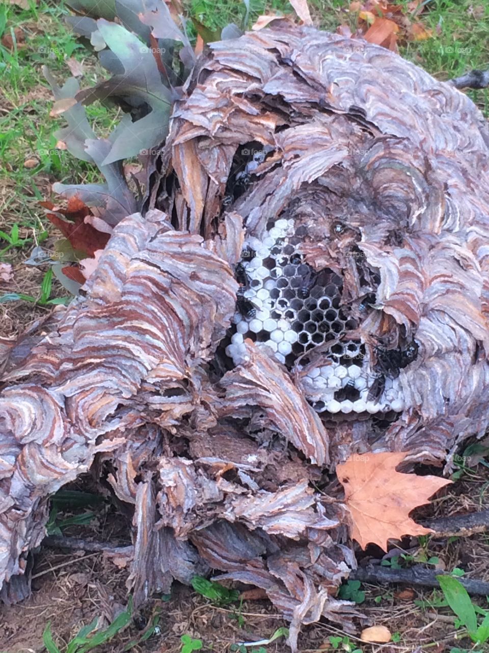 Fallen wasps nest