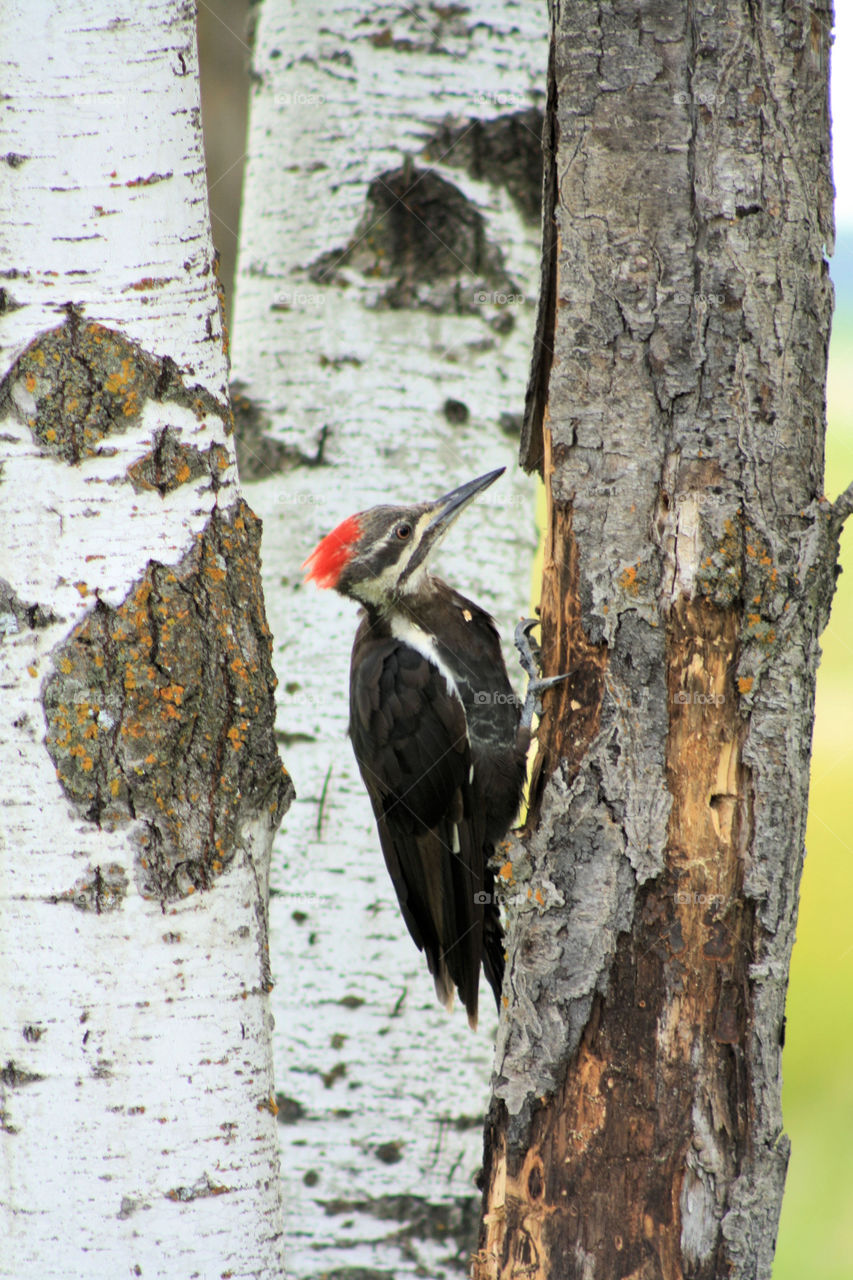 Woodpecker perching on tree