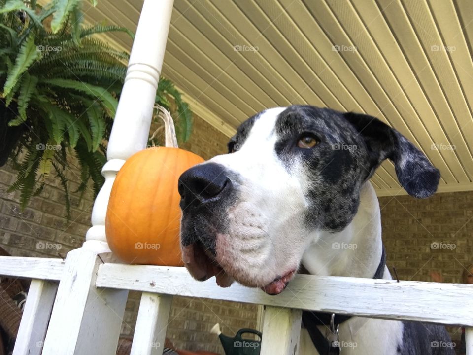 Great Dane in Fall