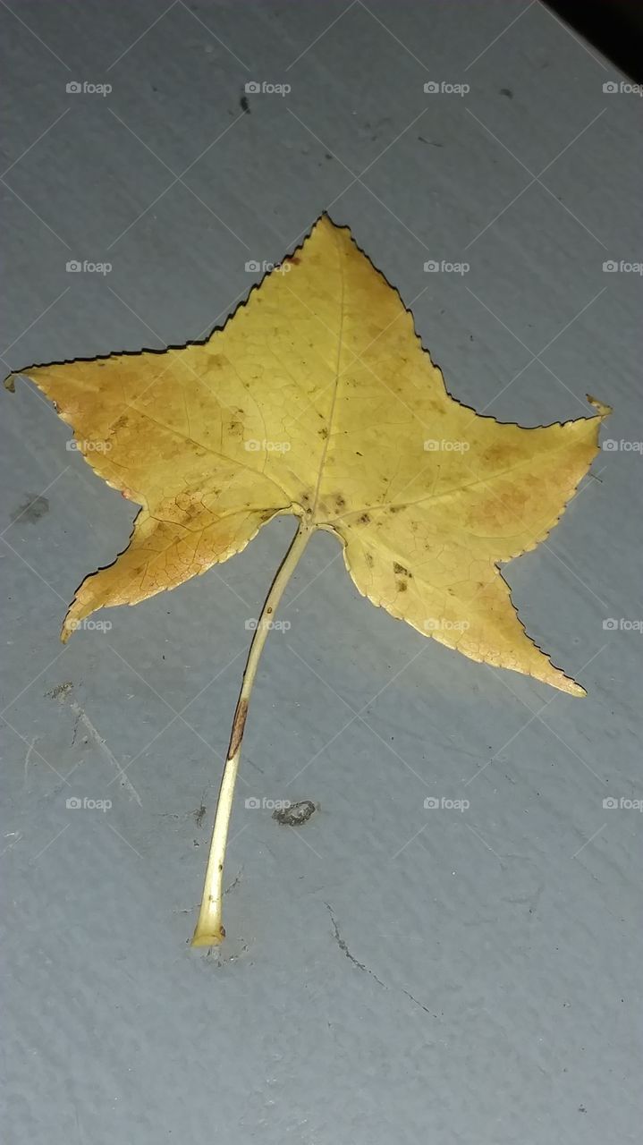 No Person, Fall, Leaf, Wood, Maple