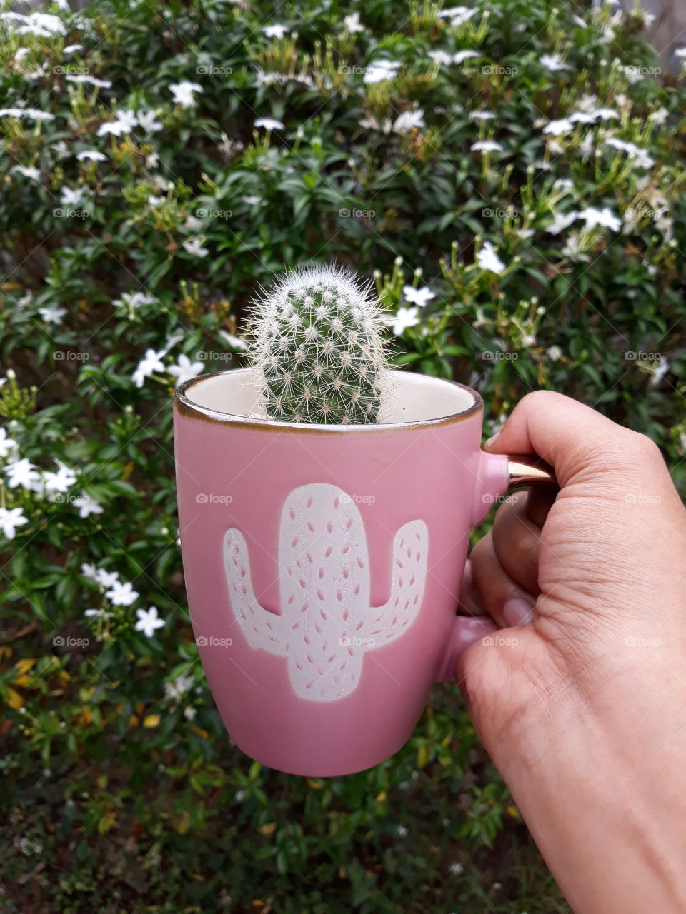 Cactus in a pink cactus mug. Cutie!