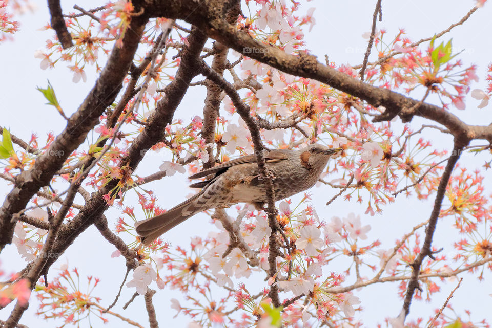 Hanami season in Japan is also a bounty for birds, like this Brown Eared Bulbul, which feed on the sweet nectar of the sakura blossoms