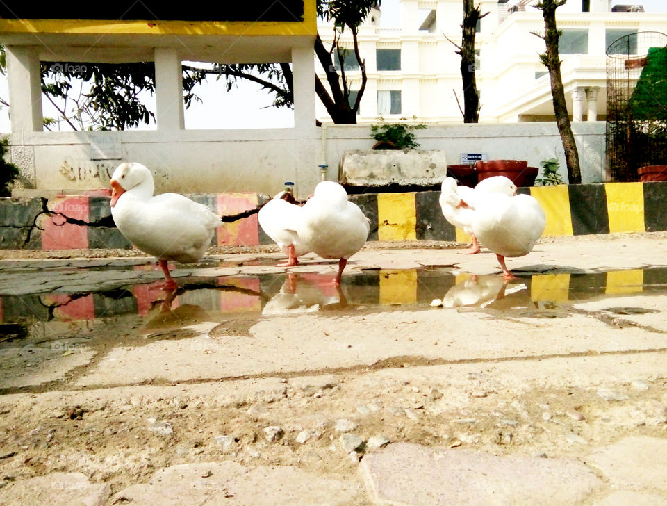 colour photo of duck,Photo of duck,beautiful photo of duck,nice photo of good duck,photo of white duck,photo of innocent pet duck,real photo of real duck,photo of Indian duck,natural photo of duck,lovely photo of duck for you