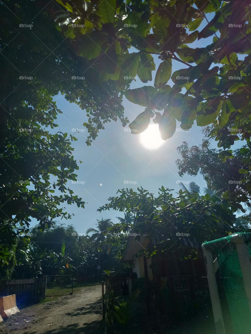 SUNRISE BEHIND TREES,,