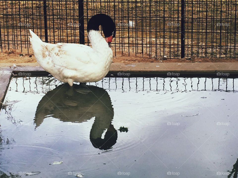 Swan reflection 
