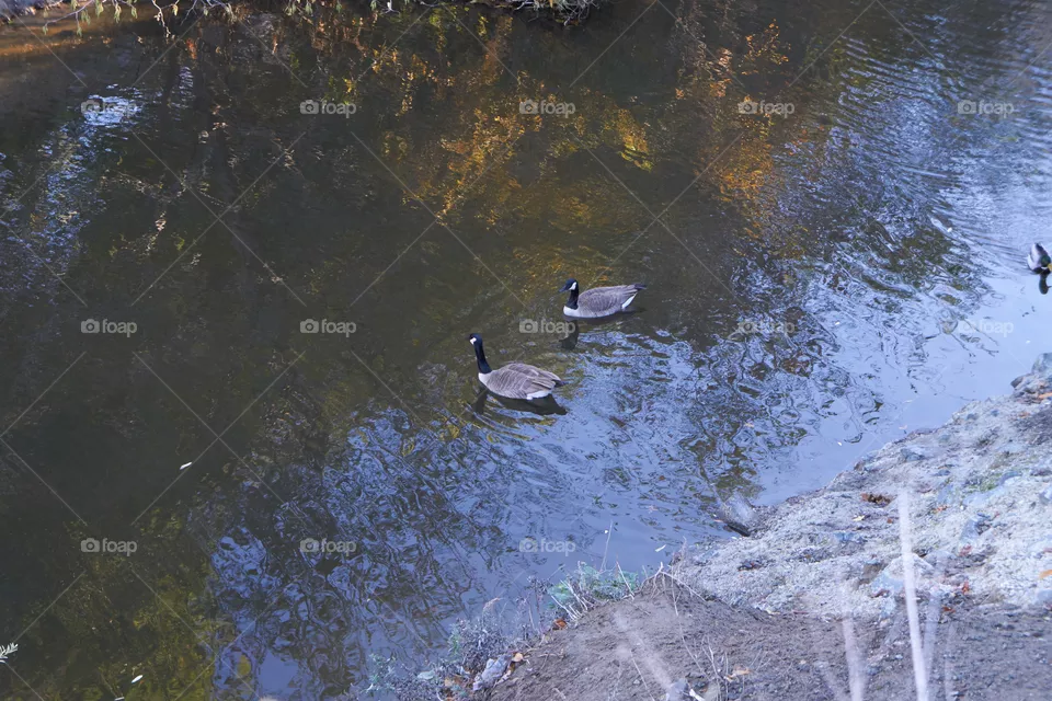 Ducks
