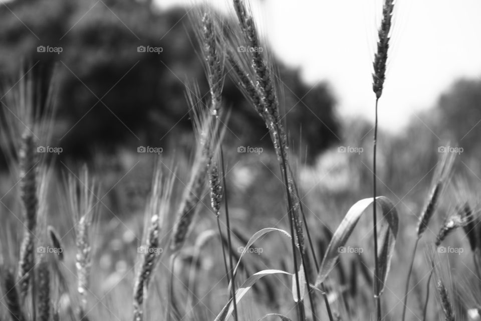 Wheat farms