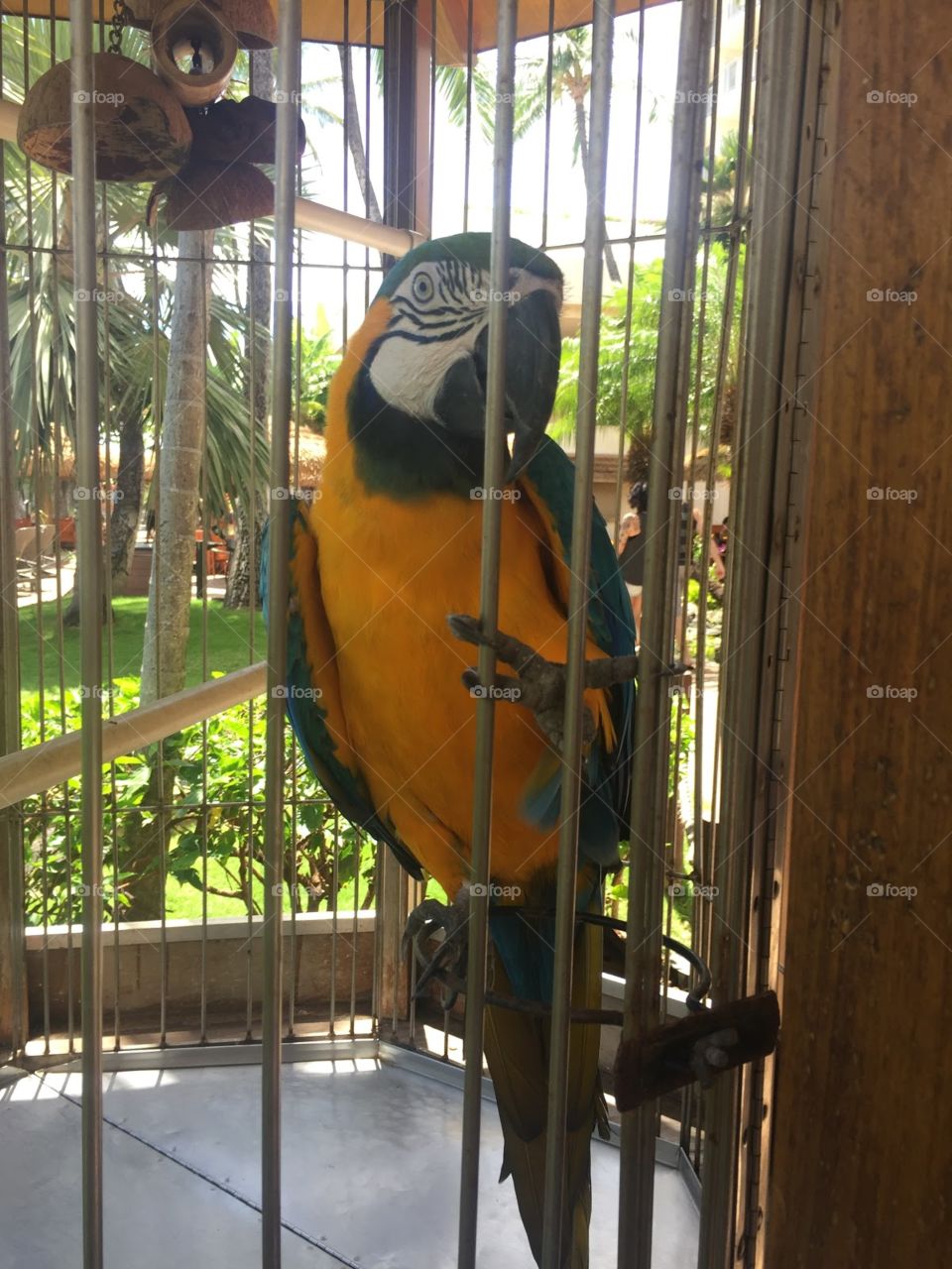 Hawaii bird