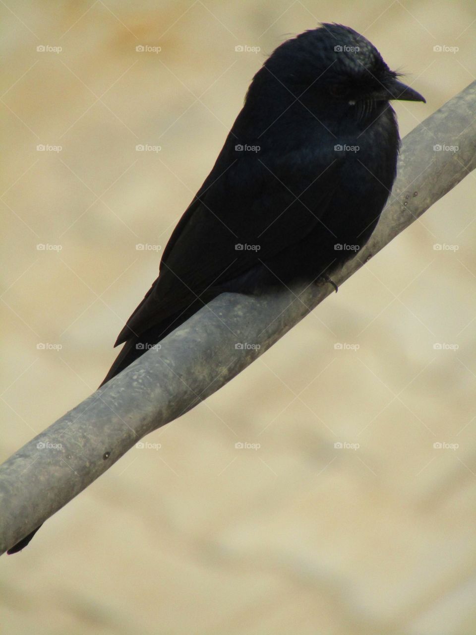 The black drongo (Dicrurus macrocercus) is a small Asian passerine bird of the drongo family Dicruridae.