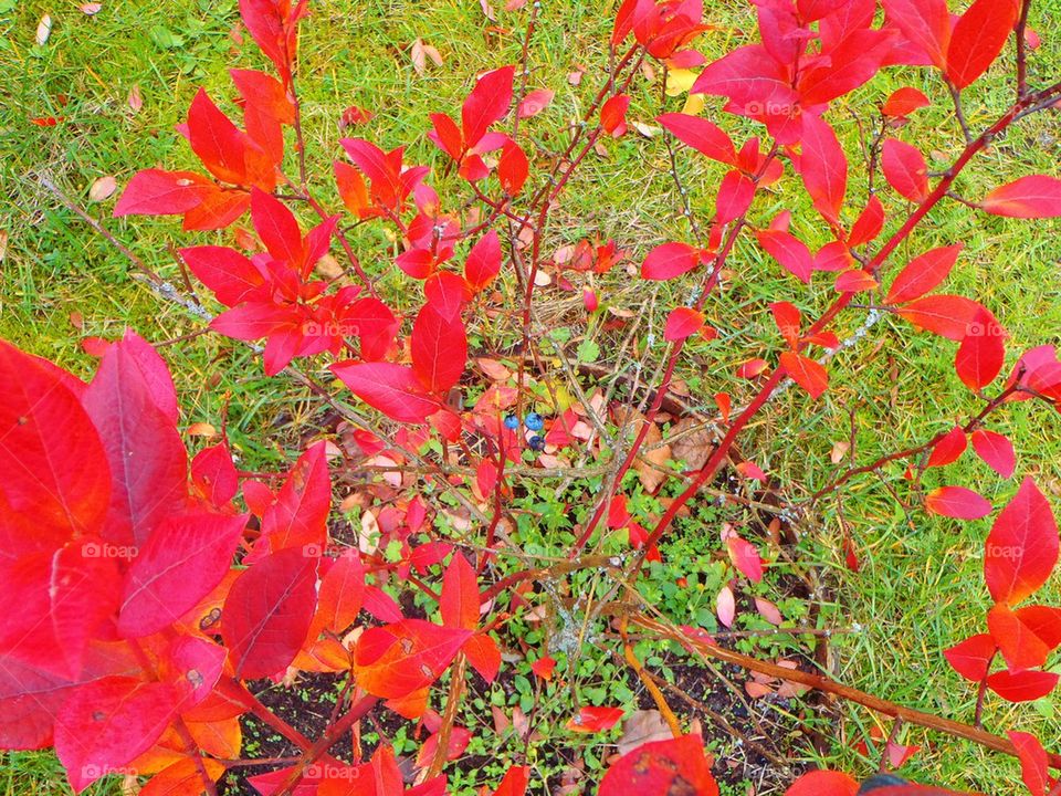 Red red leaves