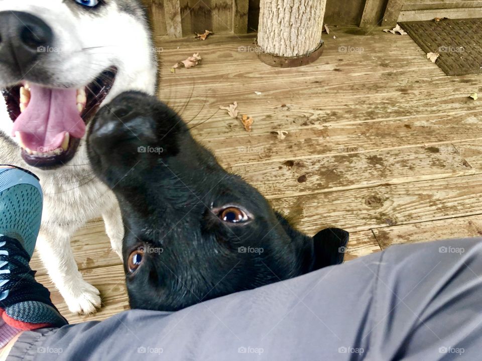 Two dogs being silly while I try to put on shoe