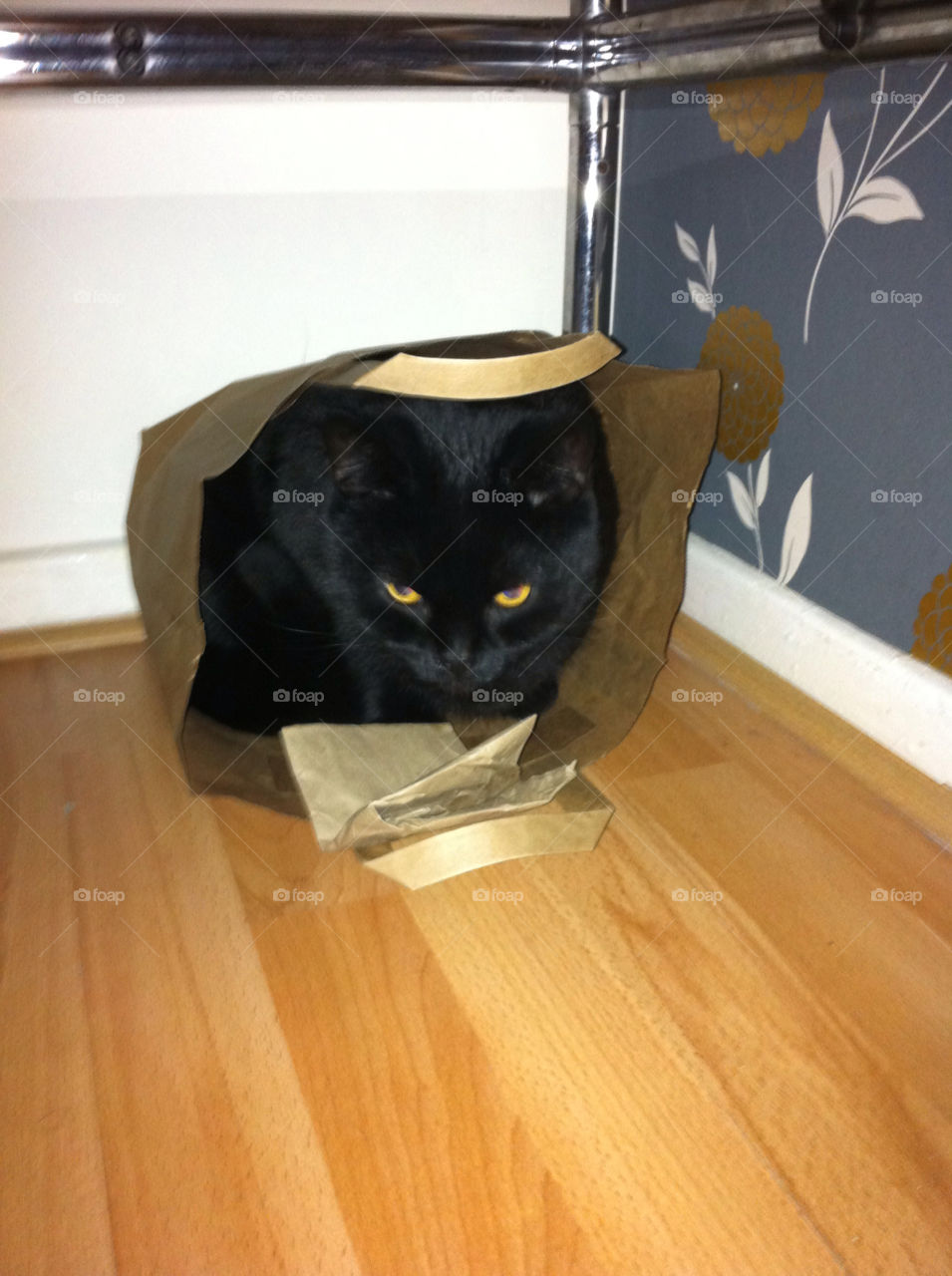 cat funny bag black cat by ggr