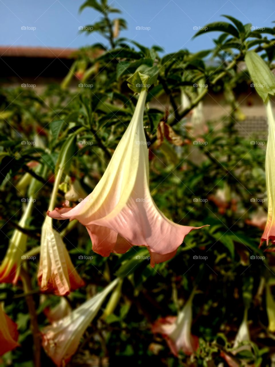 Brugmansia suaveolens