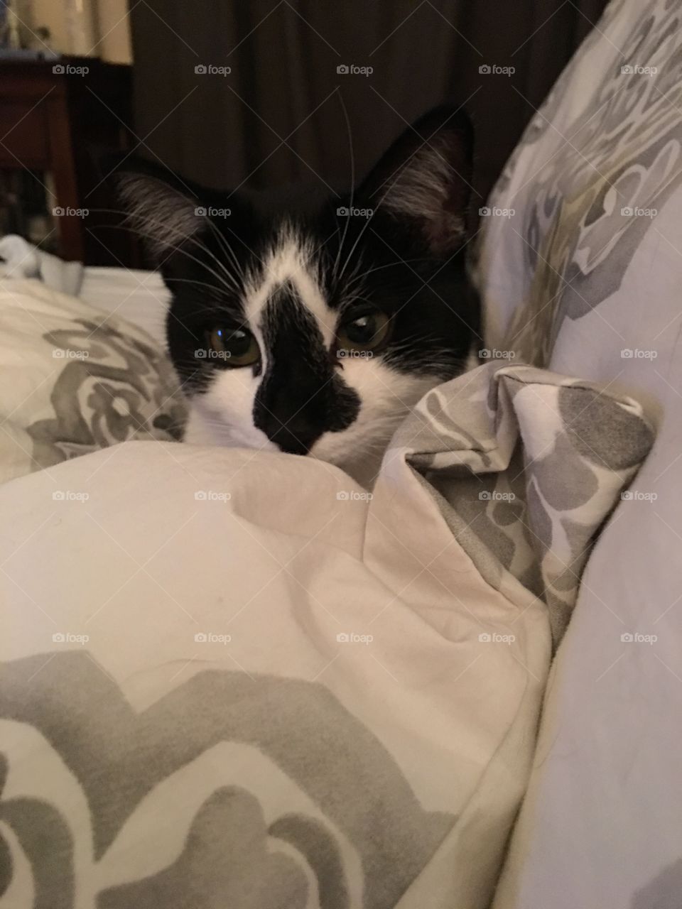 Kitten in bed