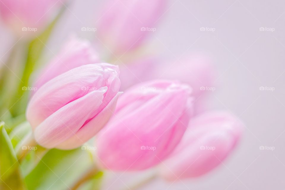 Closeup of Tulips