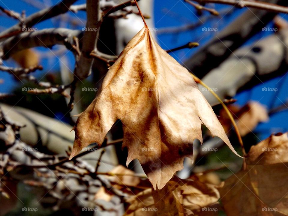 Dried leaf