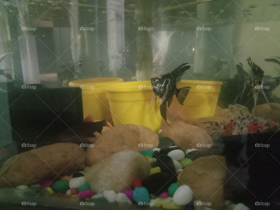 Aquarium  🐠🏡🌍❤️💫