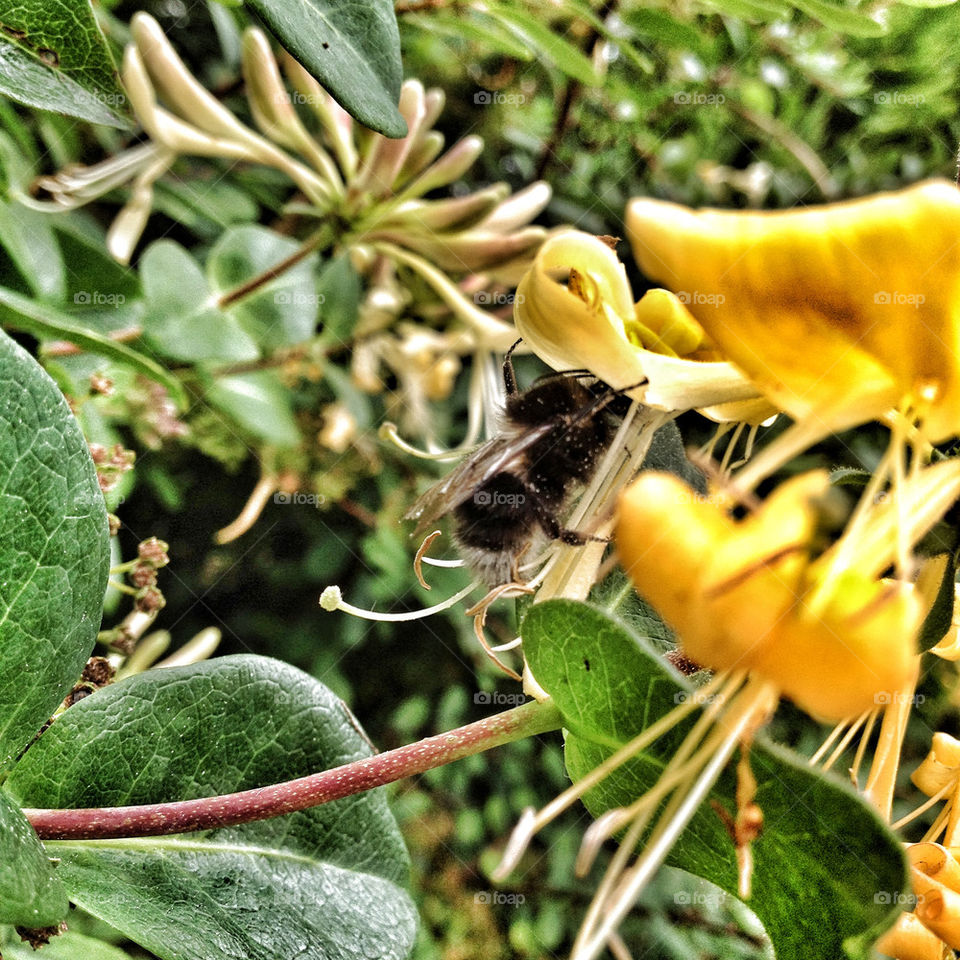 nature bumblebee bee honeysuckle by noo_noo76