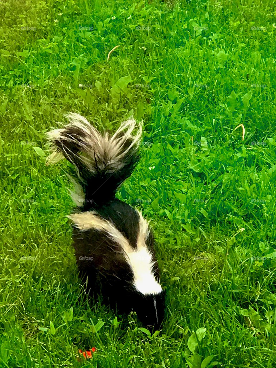 Out for an evening forage