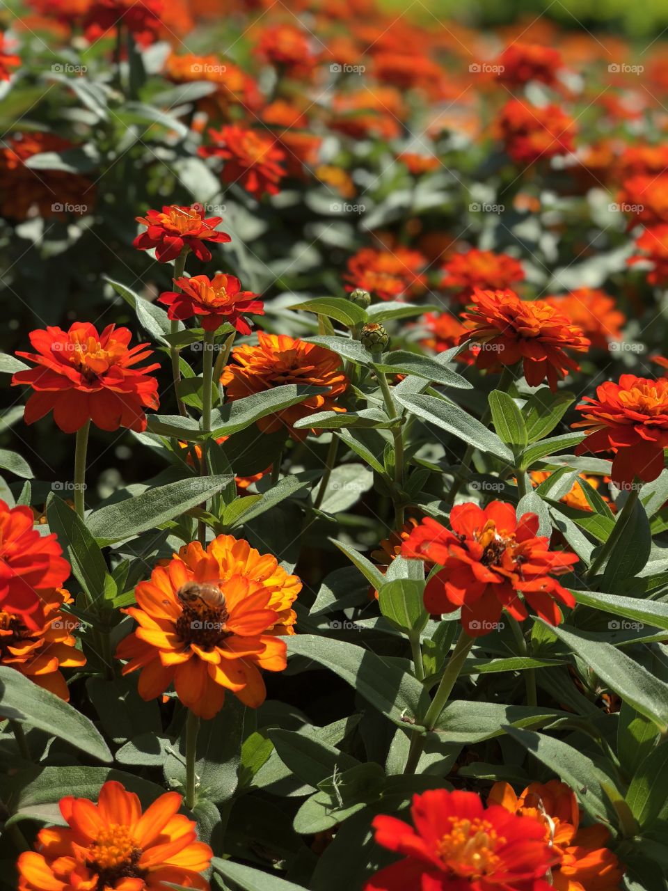 Orange blooms on a summer day 