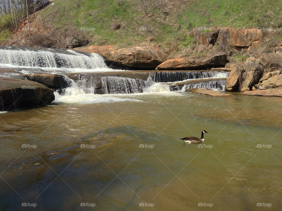 waterfall goose greenville reedy river by thordestroyer