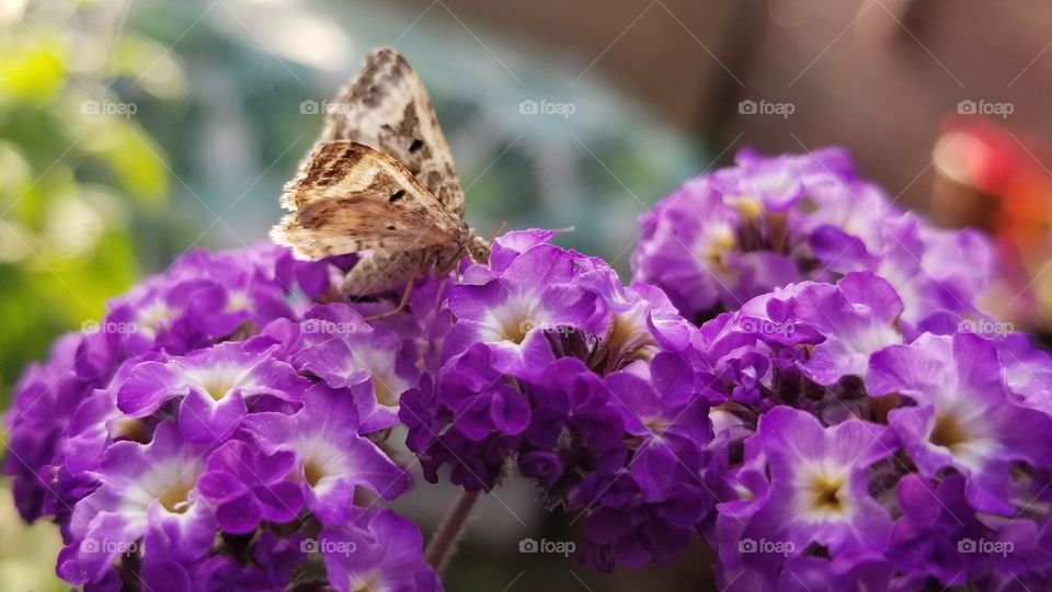 Spread Your Wings and Fly