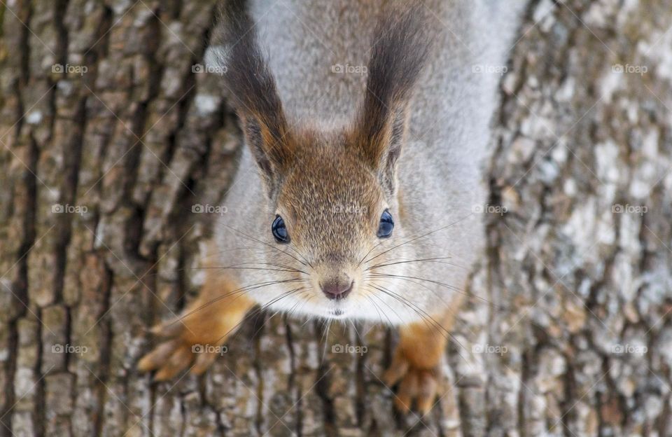 Squirrel