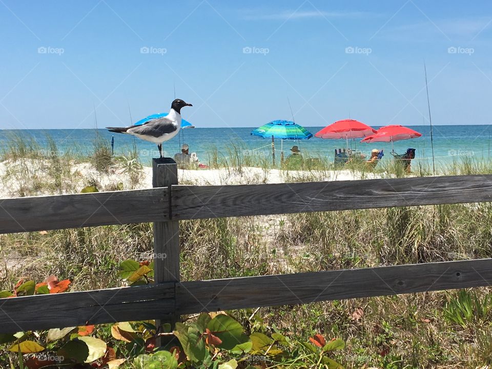 Florida beach seagulls 