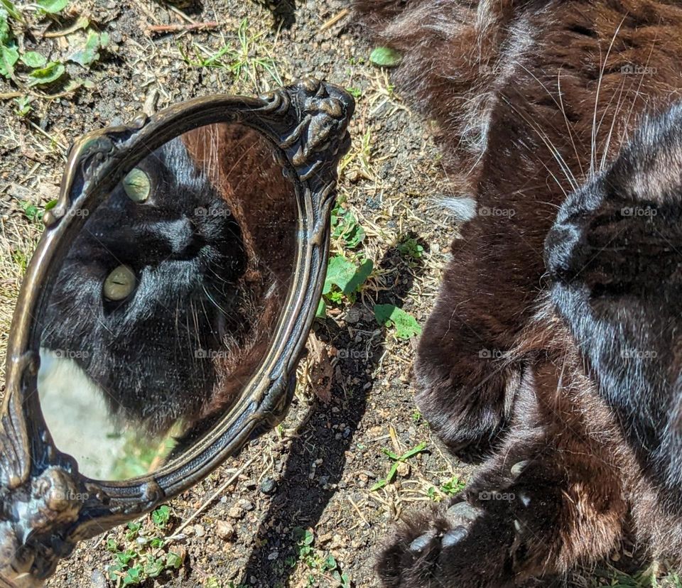 cat in the mirror