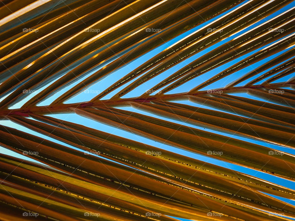 Palm branch and blue sky