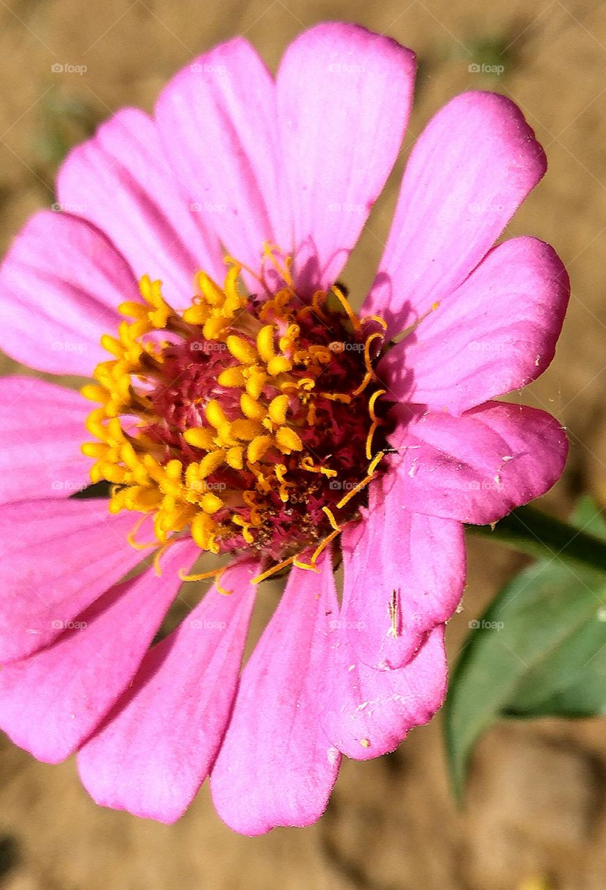 center of flower view