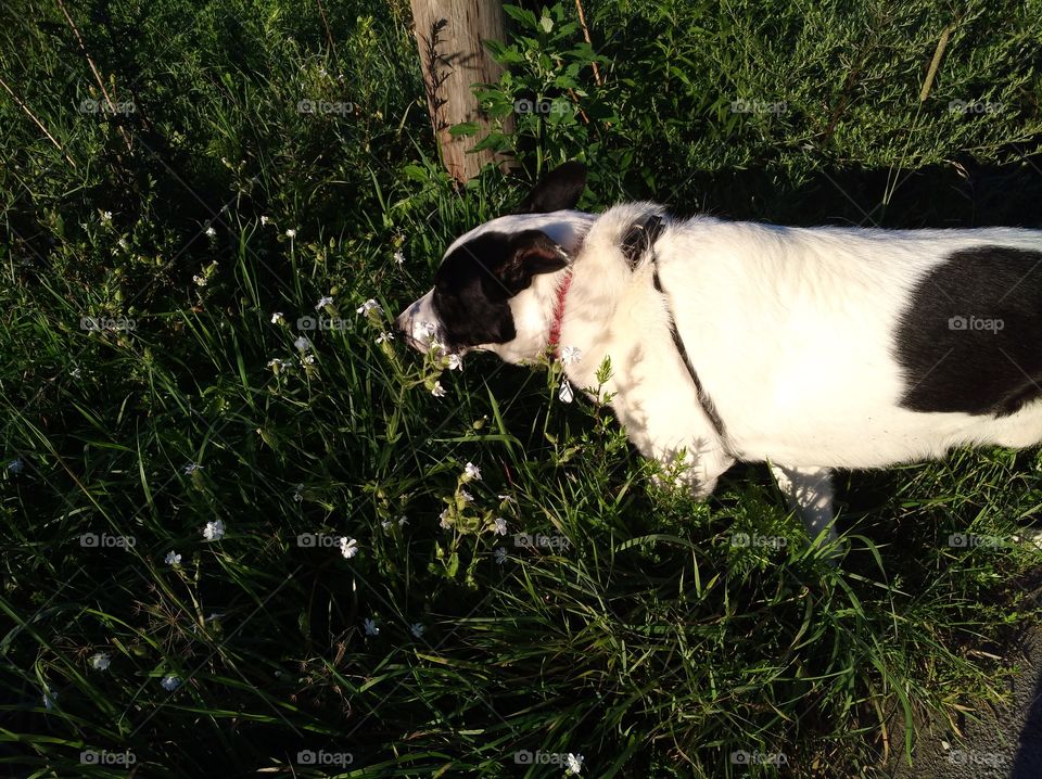 hund frisst frisches gras