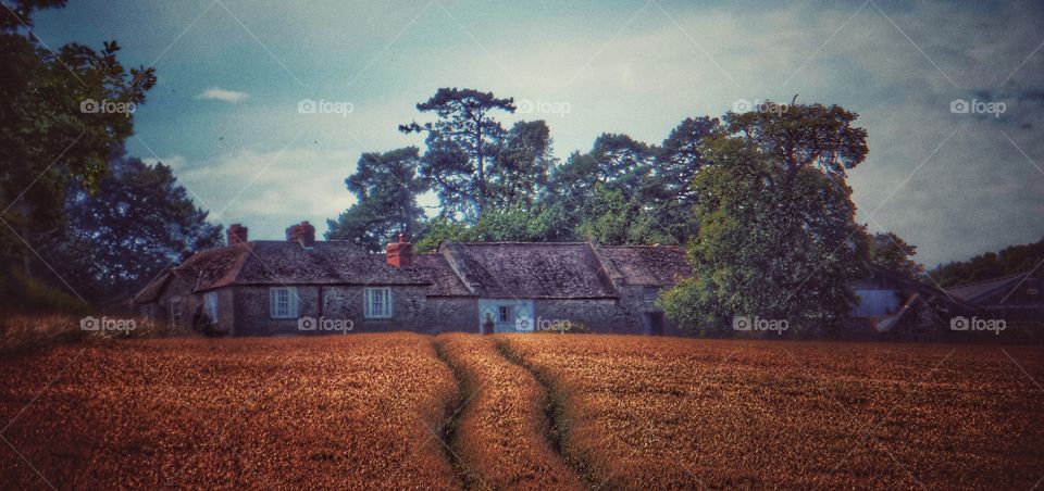 Farm. Crops