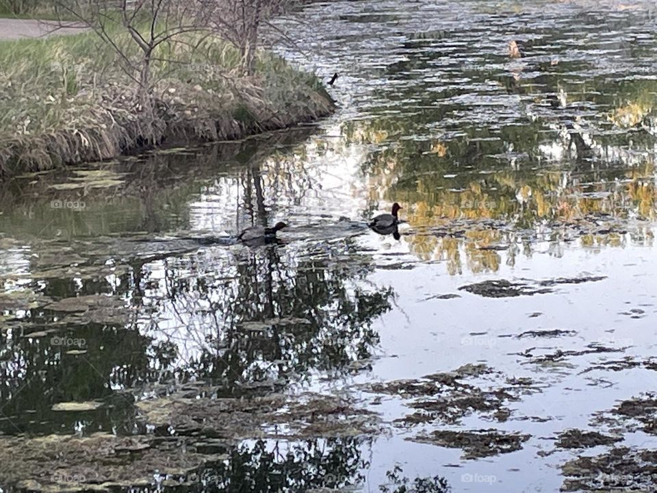 A pair of ducks swimming in a pond