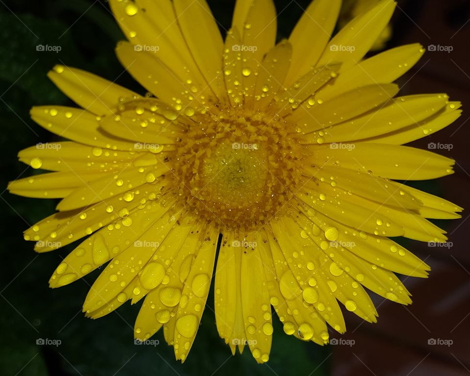 daisy rain drops