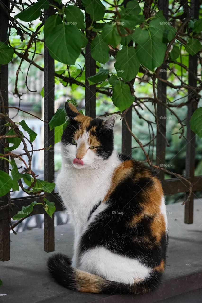 Sitting cat shows tongue