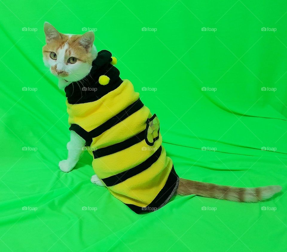 cute cat wearing bee clothes