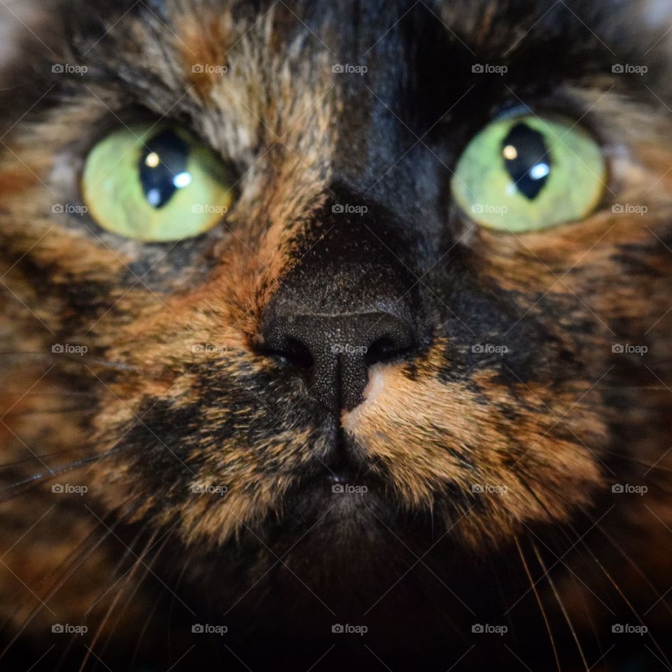 My sweet girl, Abby! I love taking pictures of all my kitties! Each one brings a completely different shot! Each with their personalities showing!